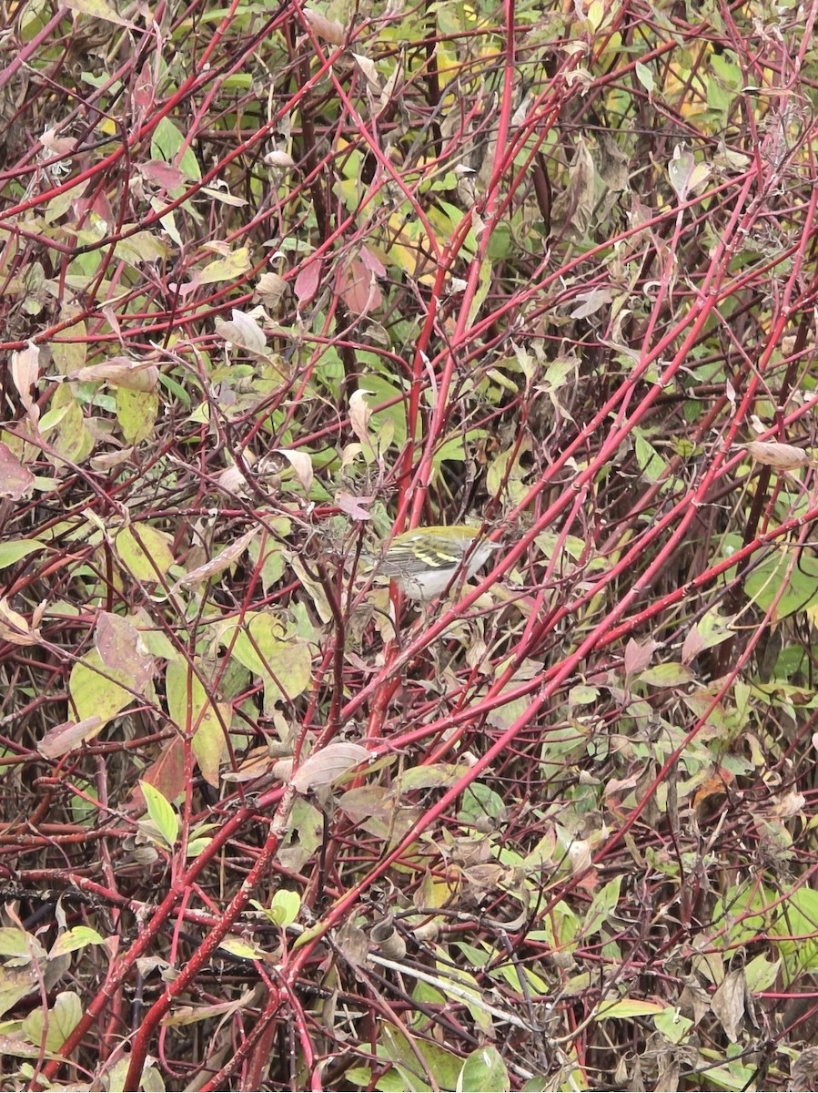 lesňáček rezavoboký - ML645098159