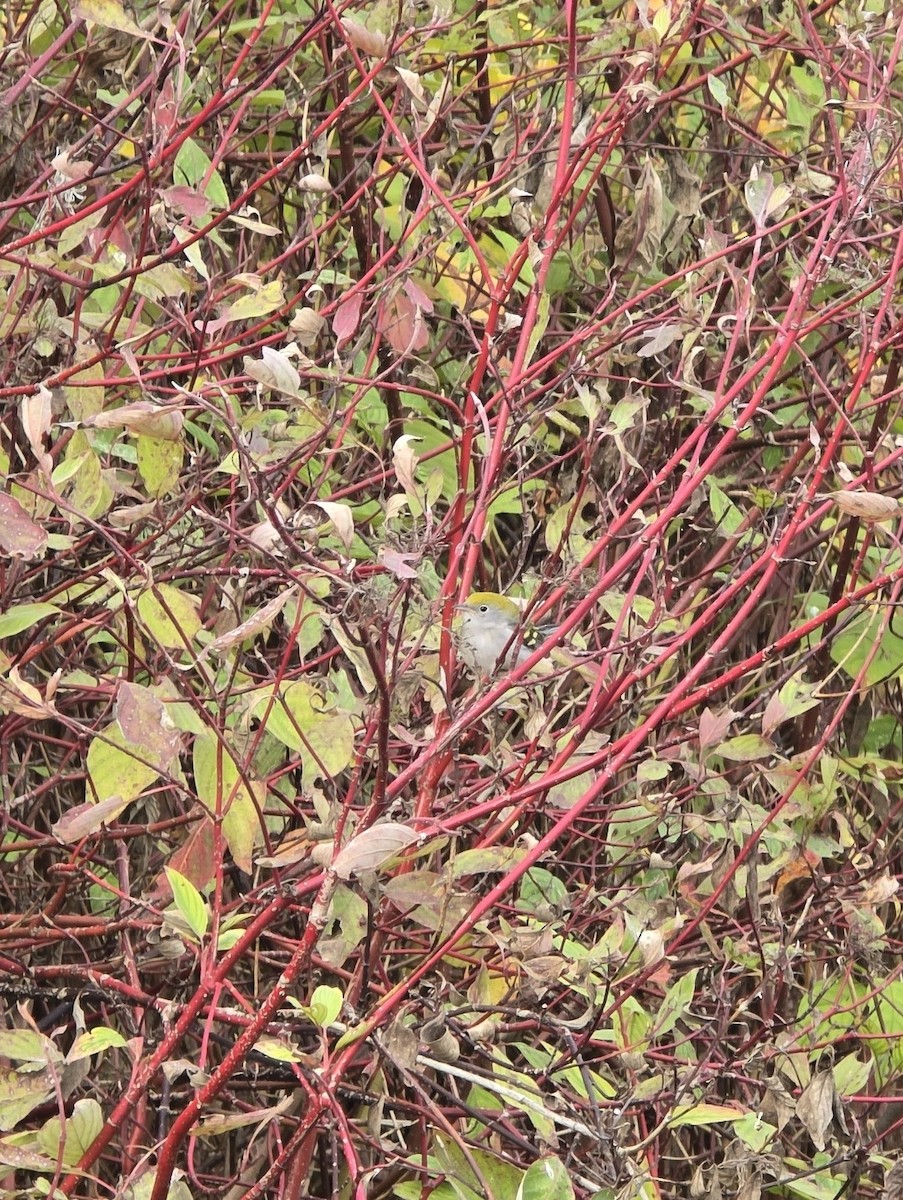 lesňáček rezavoboký - ML645098160