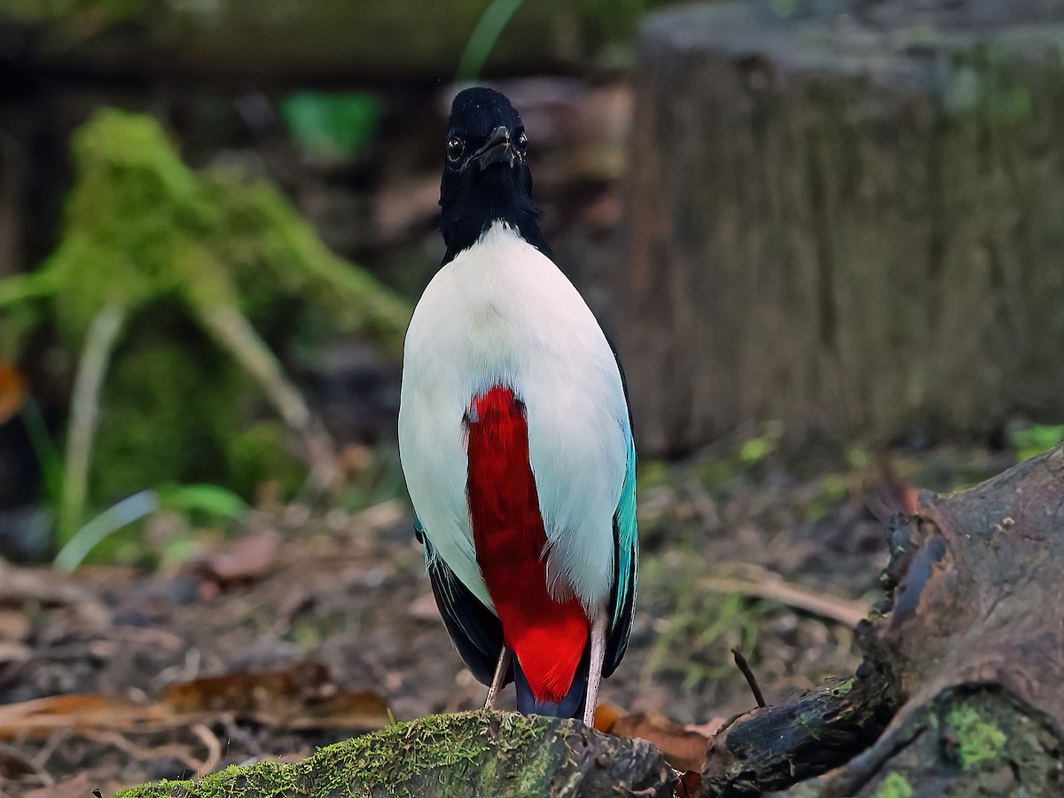 Ivory-breasted Pitta - ML645098164