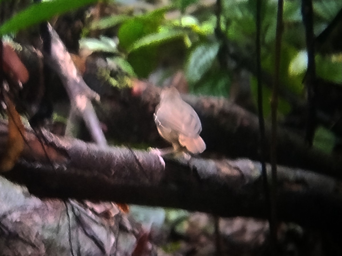 Короткохвостый шелкопёр - ML645098166