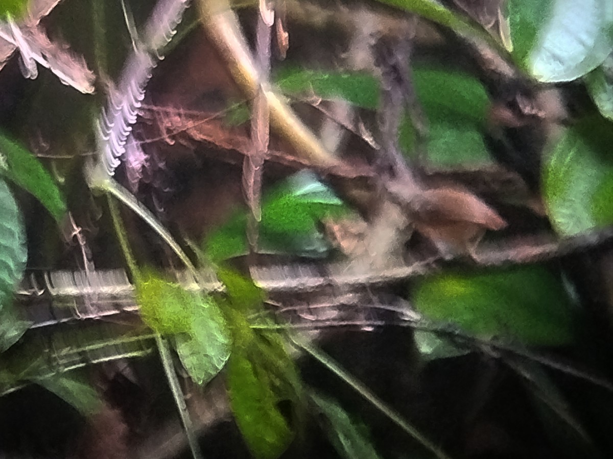 Короткохвостый шелкопёр - ML645098167