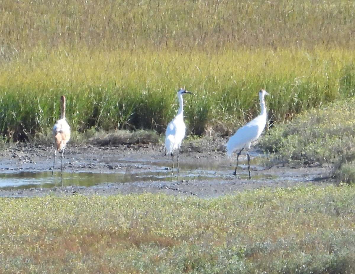 trompettrane - ML645098181