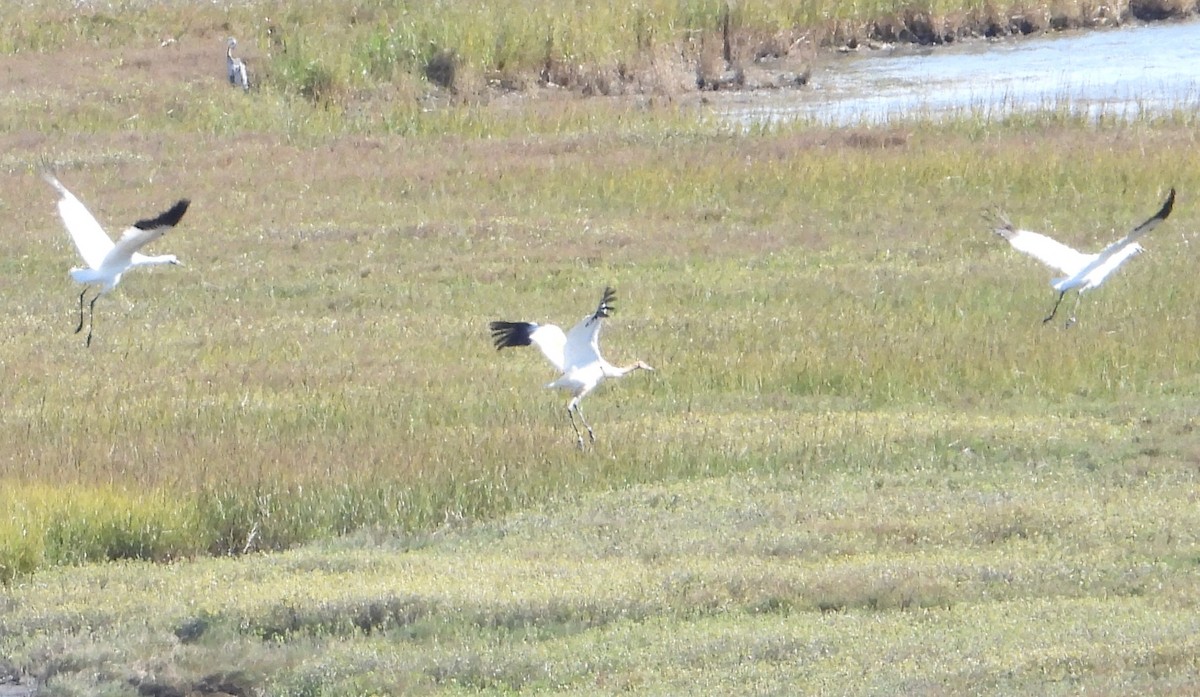 trompettrane - ML645098182