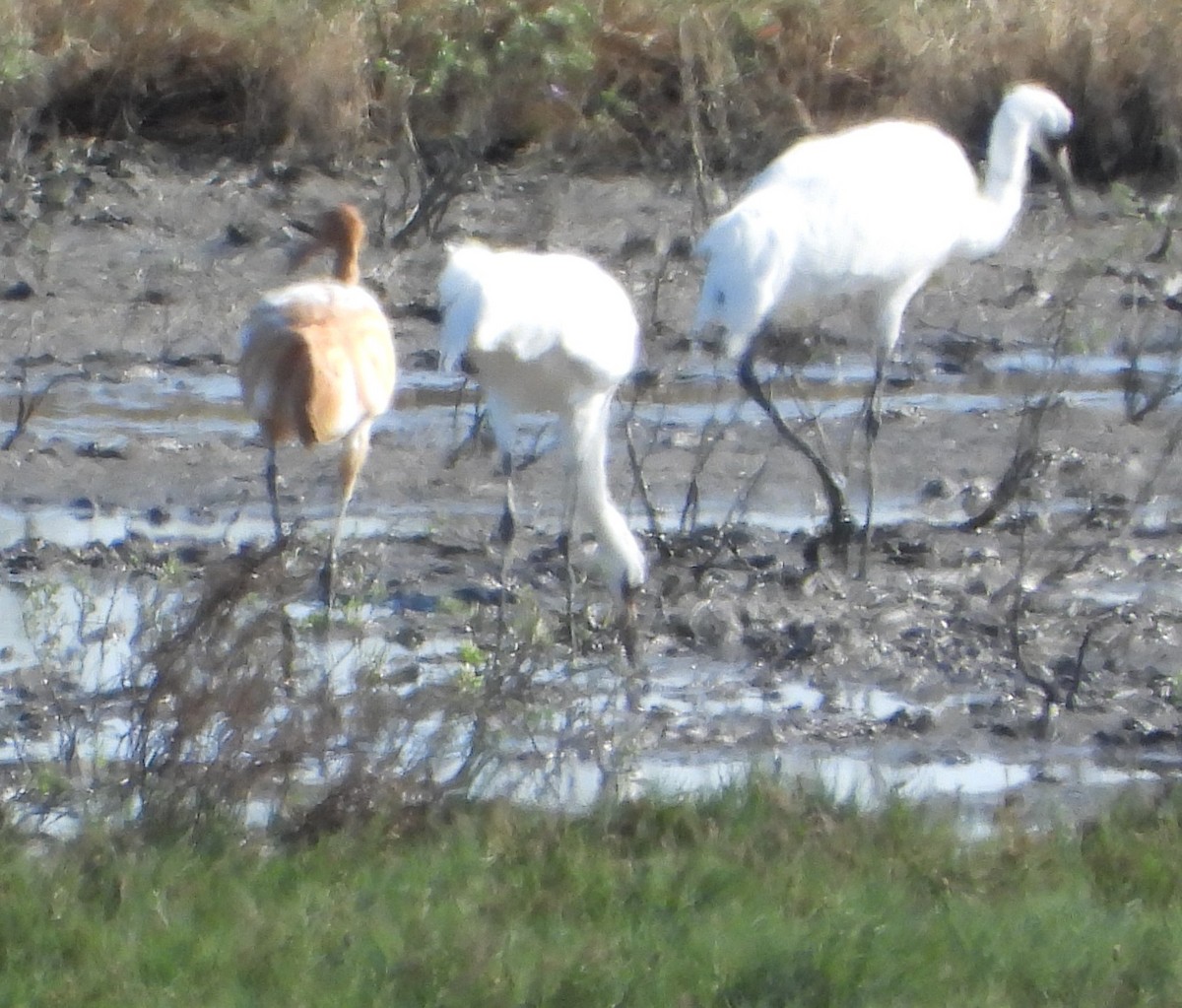 trompettrane - ML645098183