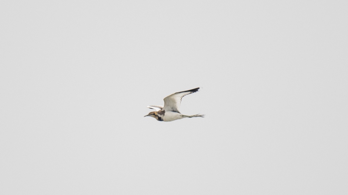 Jacana à longue queue - ML645098188