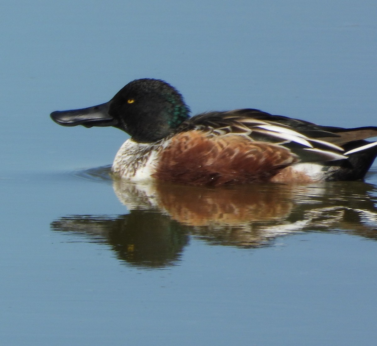 Mestolone - ML645098191