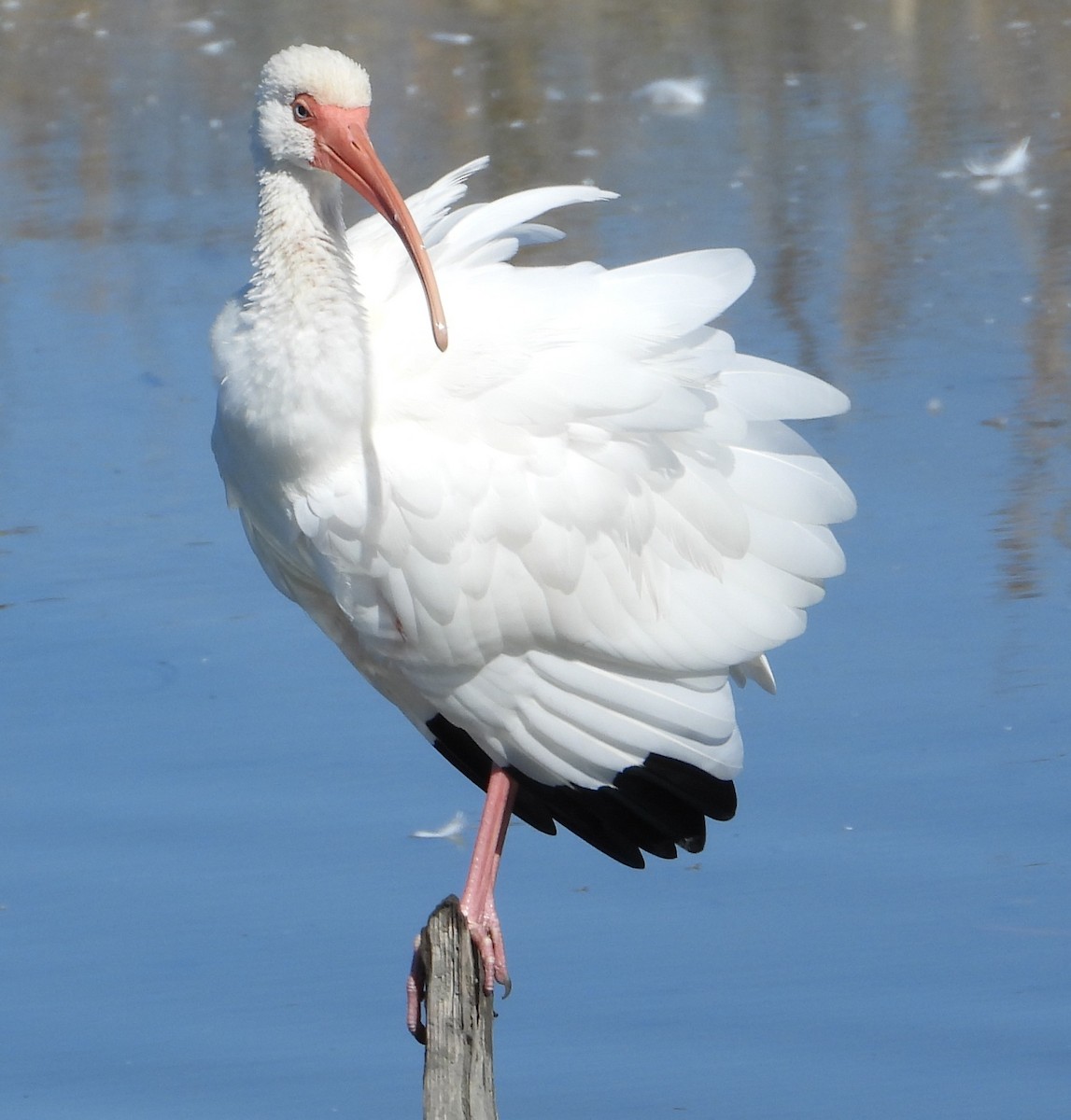 Ak Aynak - ML645098219