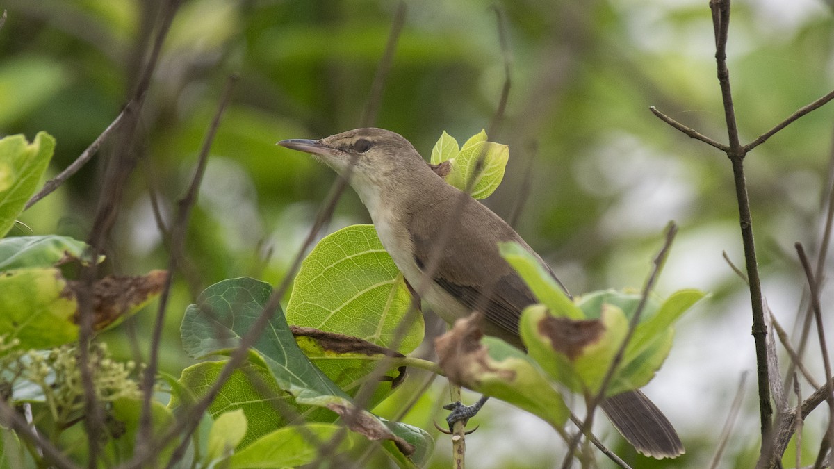 Lezkari zalapartaria - ML645098221