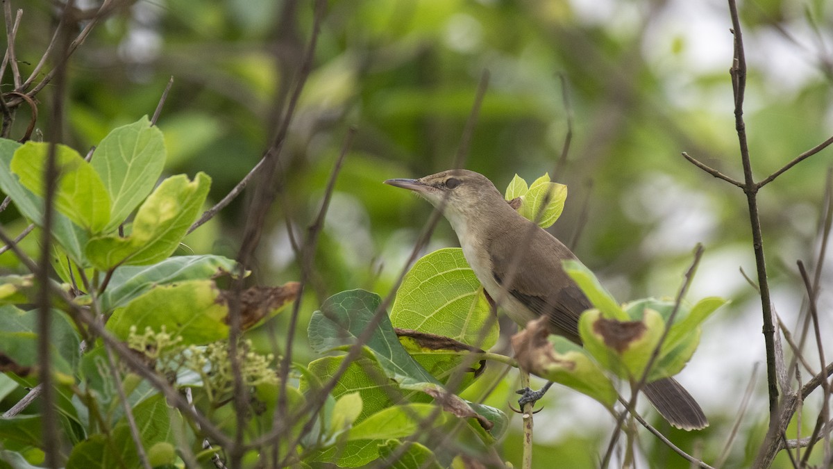 Lezkari zalapartaria - ML645098222