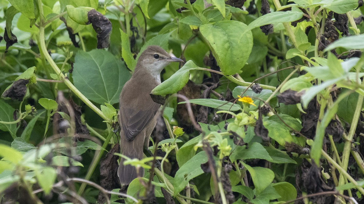 Lezkari zalapartaria - ML645098223