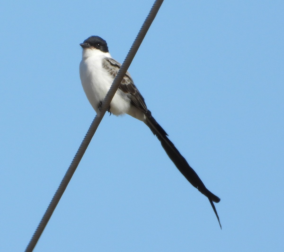 Fork-tailed Flycatcher - ML645098234