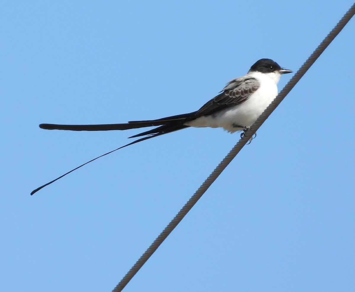 Fork-tailed Flycatcher - ML645098236