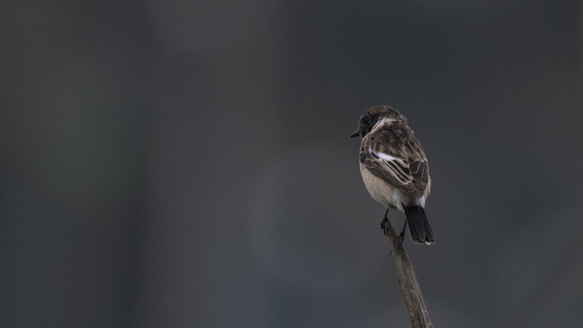 bramborníček sibiřský [skupina maurus] - ML645098257