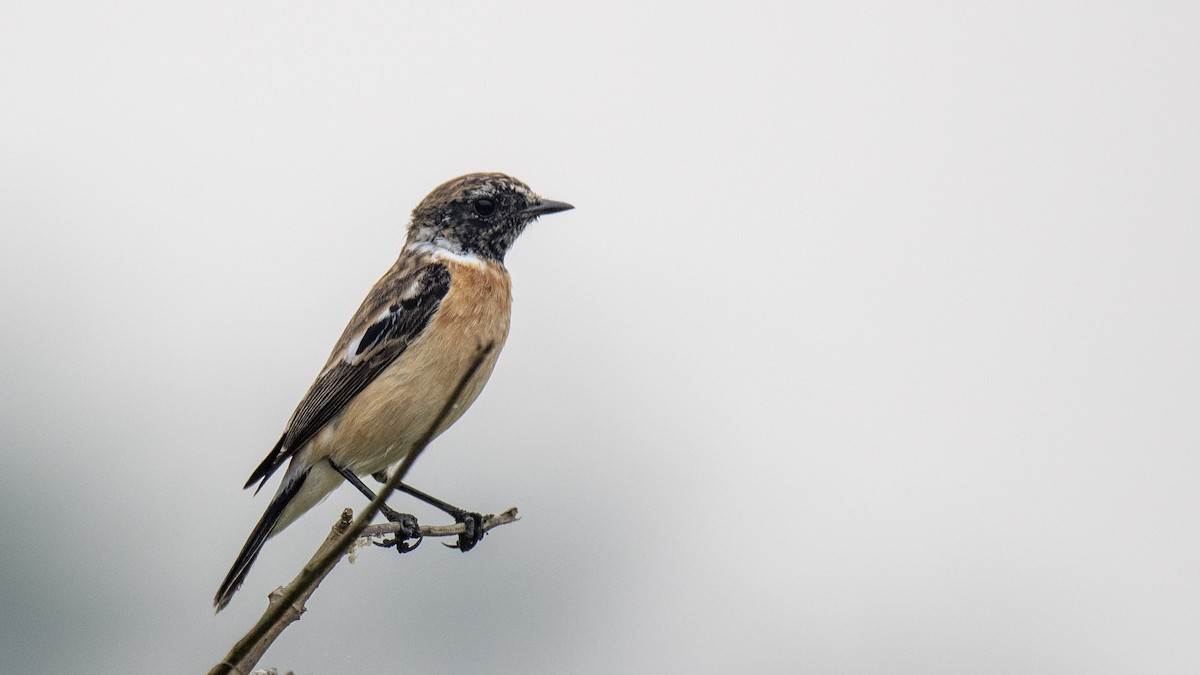 bramborníček sibiřský [skupina maurus] - ML645098258