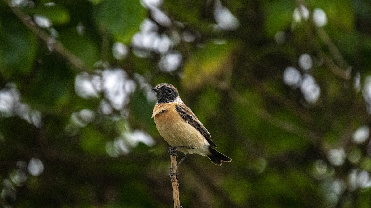 bramborníček sibiřský [skupina maurus] - ML645098259