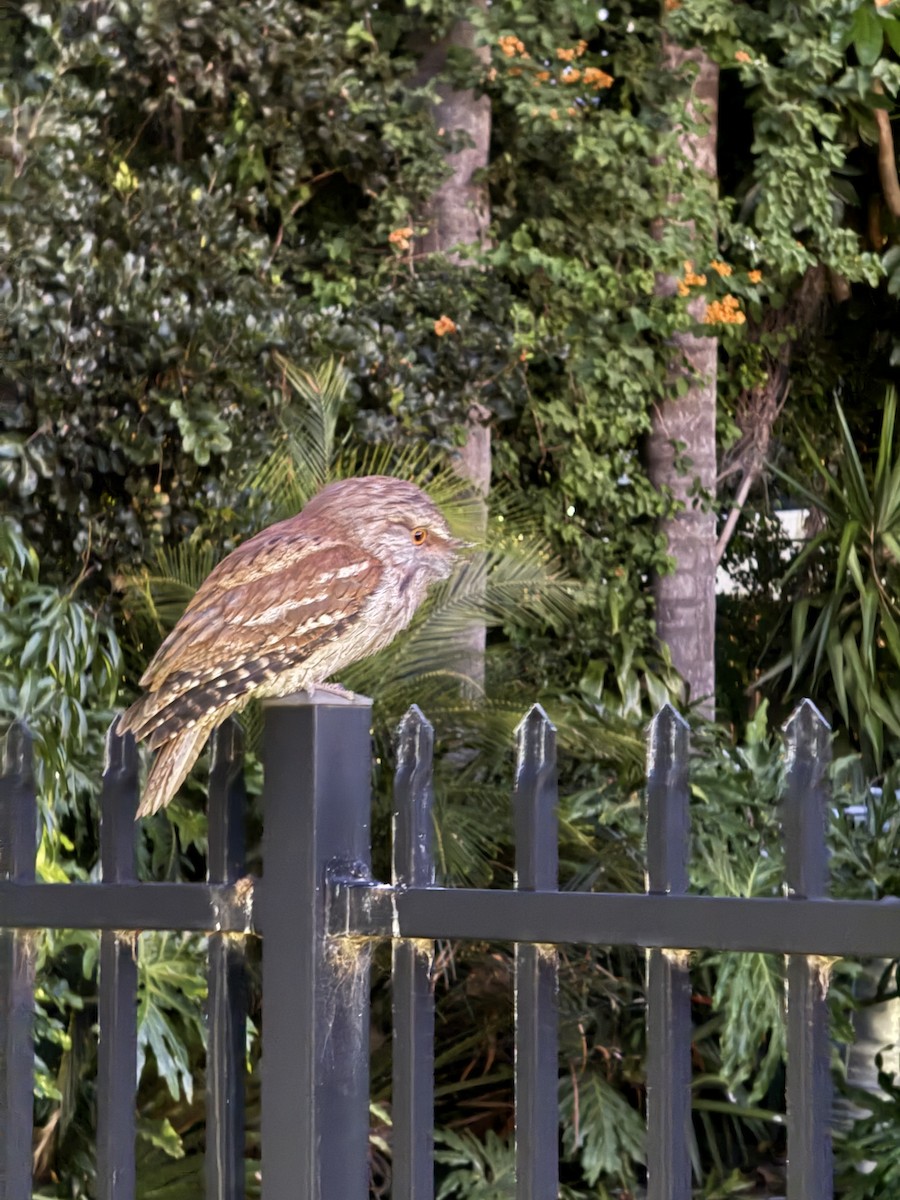 Tawny Frogmouth - ML645098261