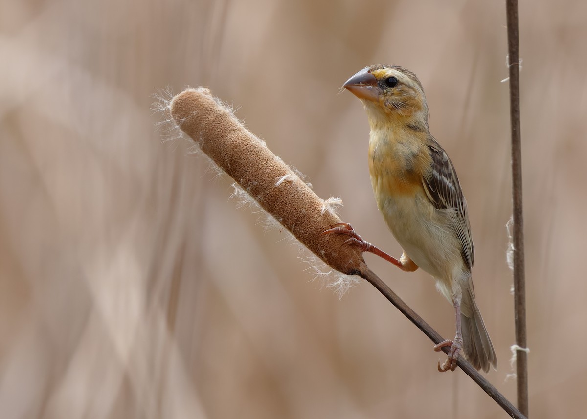 Asian Golden Weaver - ML645098279