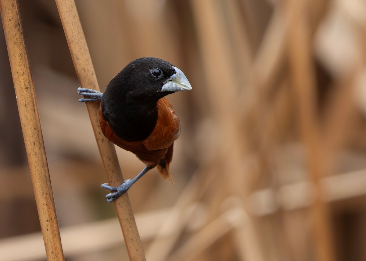 Capucin à tête noire (groupe atricapilla) - ML645098306