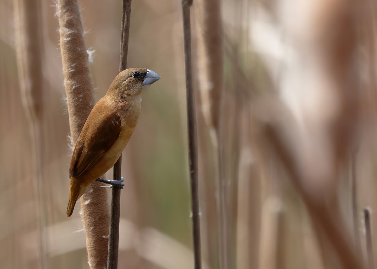 Capucin à tête noire (groupe atricapilla) - ML645098307