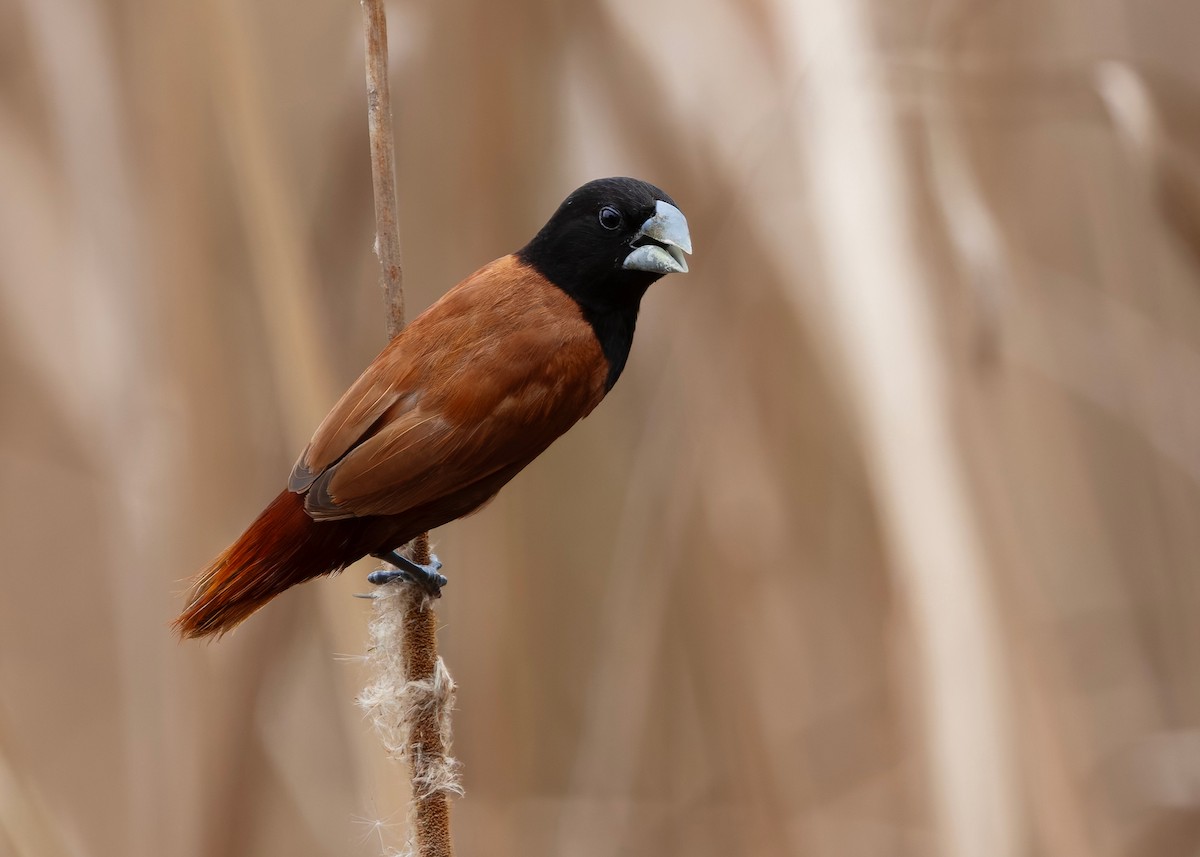 Capucin à tête noire (groupe atricapilla) - ML645098308