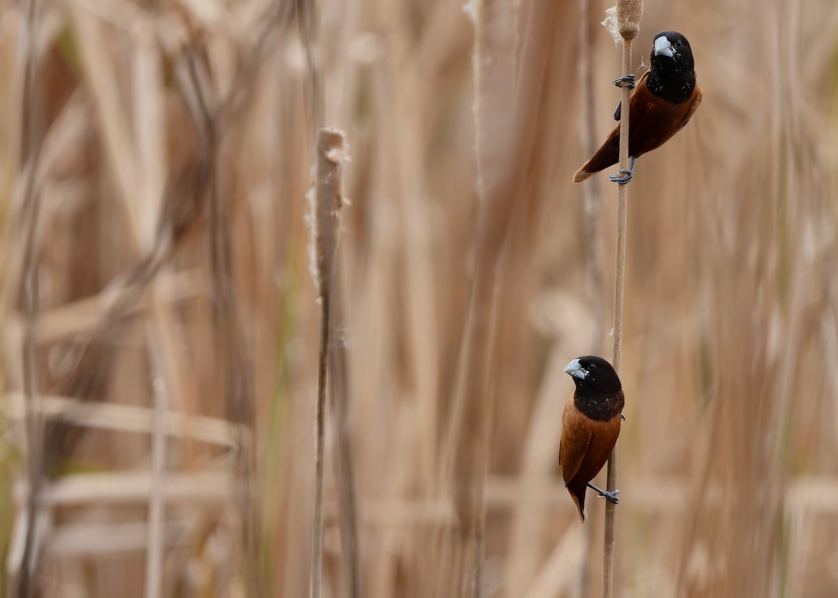 Capucin à tête noire (groupe atricapilla) - ML645098309