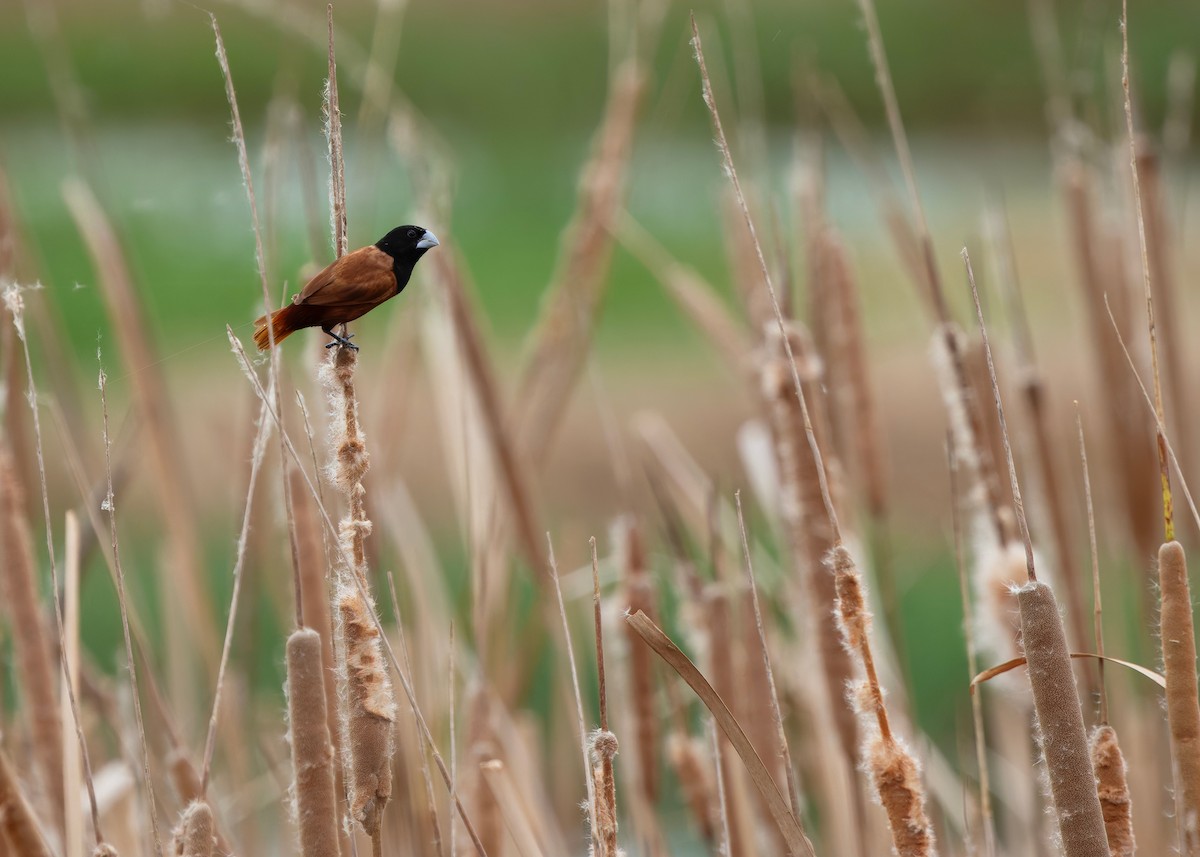 Capucin à tête noire (groupe atricapilla) - ML645098310