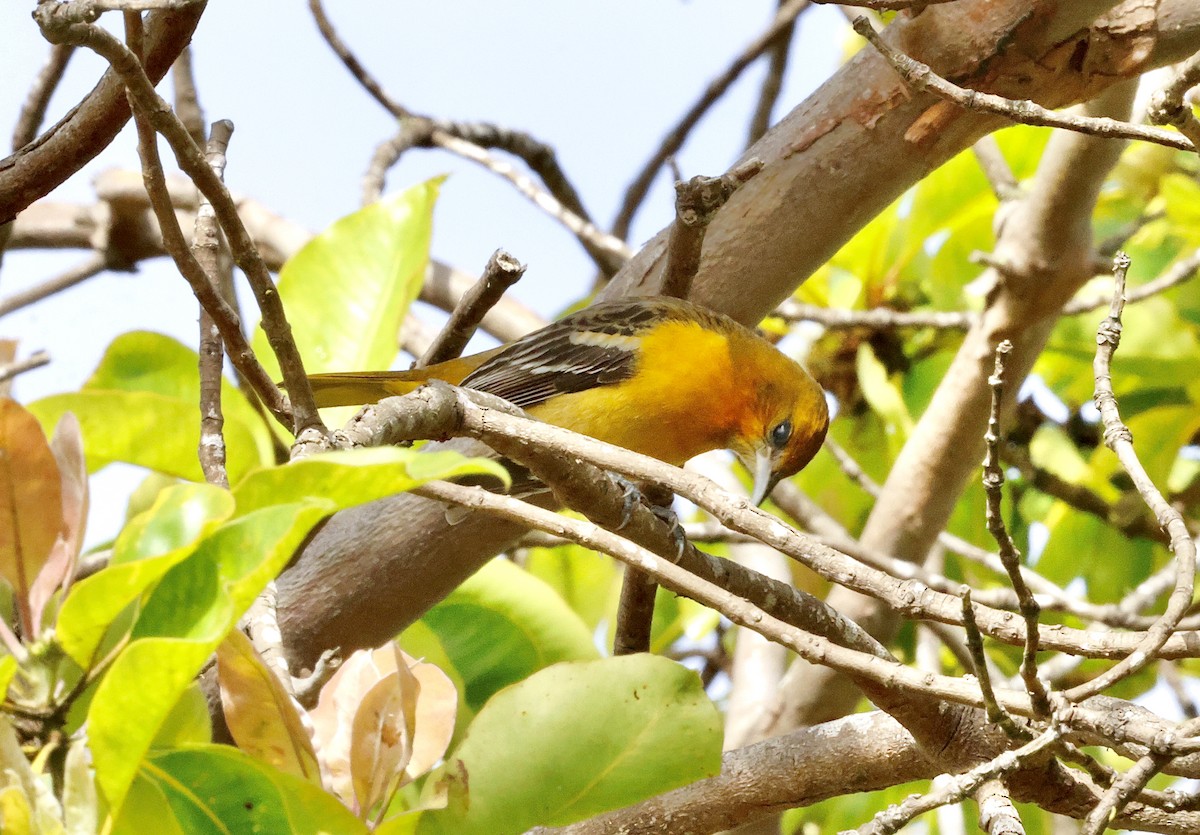 Балтиморский трупиал - ML645098312