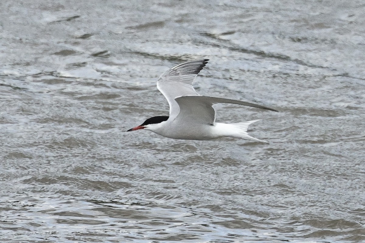 rybák obecný - ML645098315