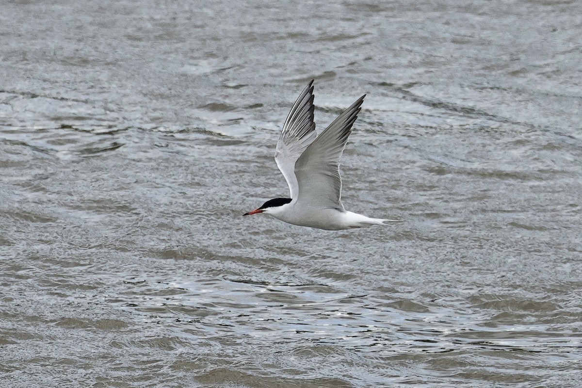 rybák obecný - ML645098316