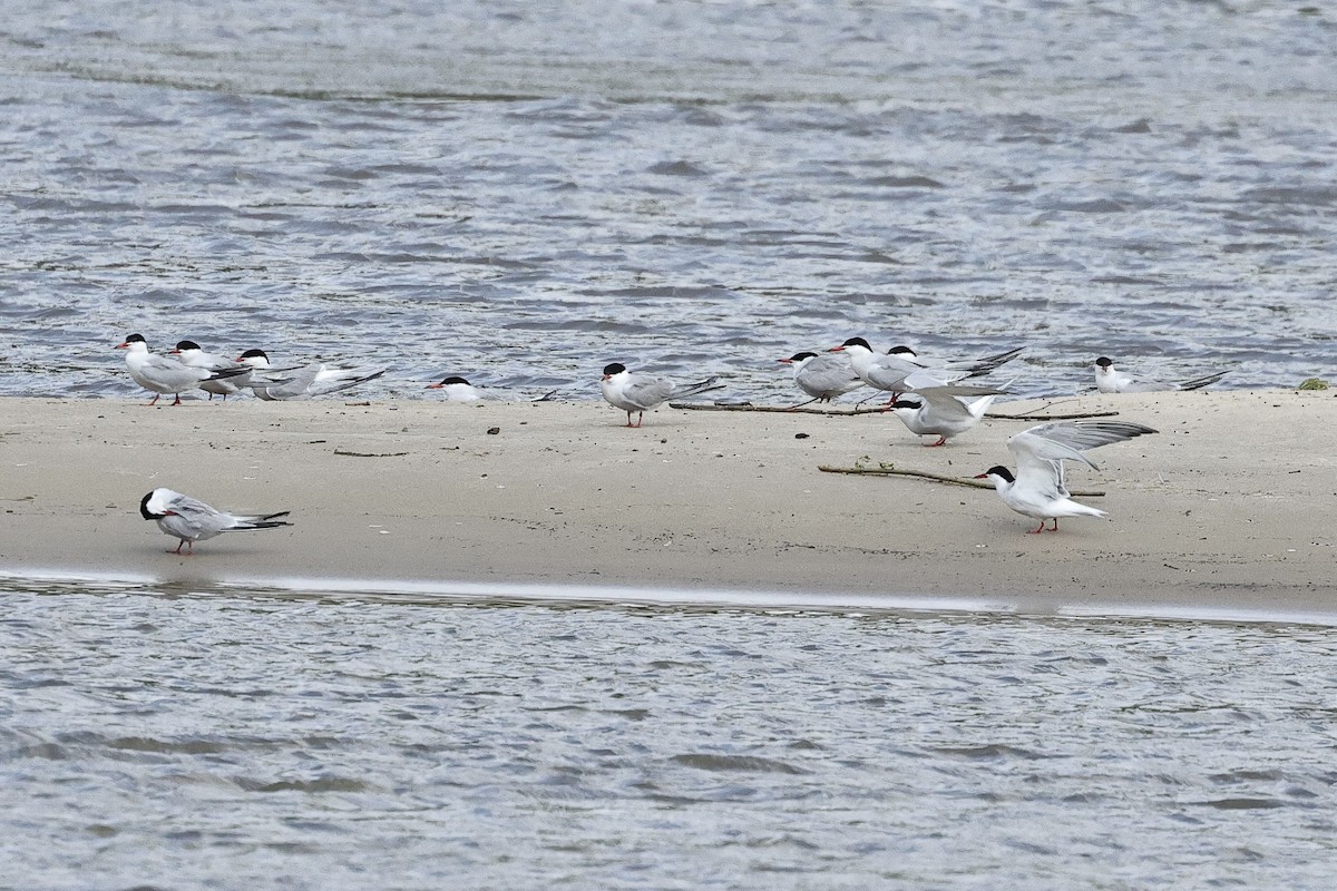 rybák obecný - ML645098319