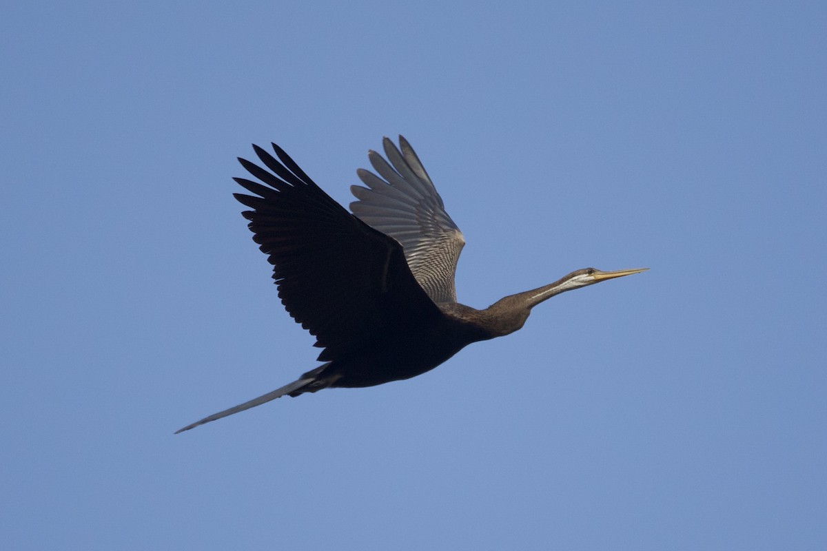 Anhinga roux - ML645098328