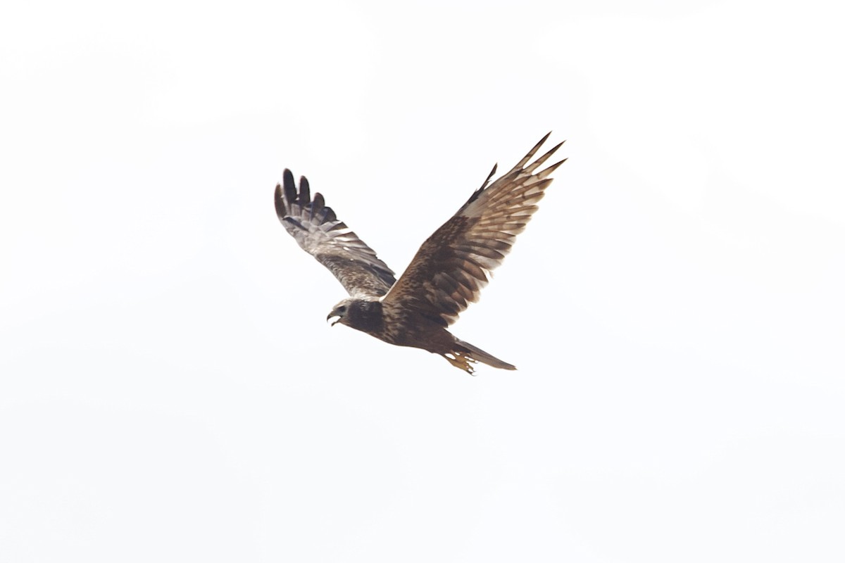 Eastern Marsh Harrier - ML645098331