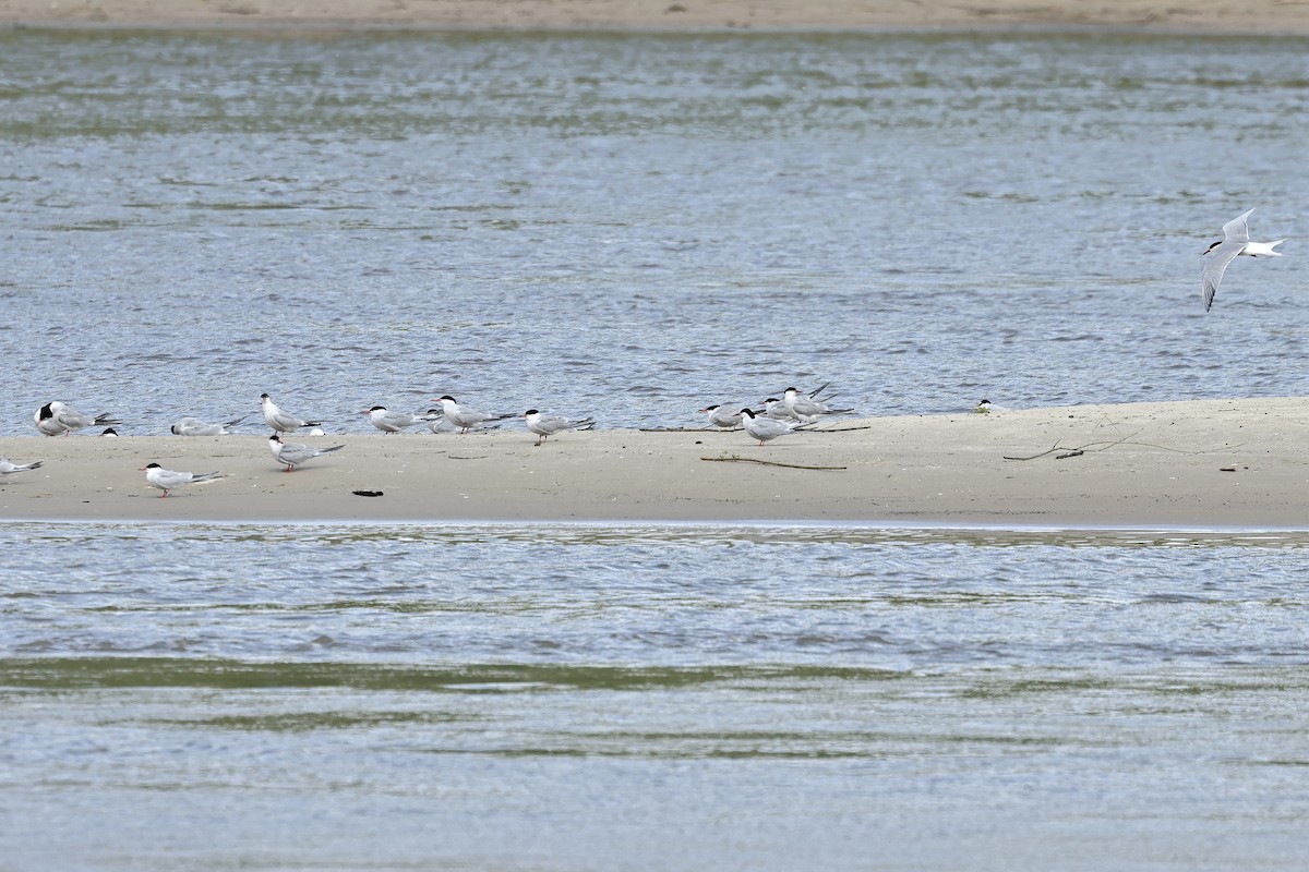 rybák obecný - ML645098338