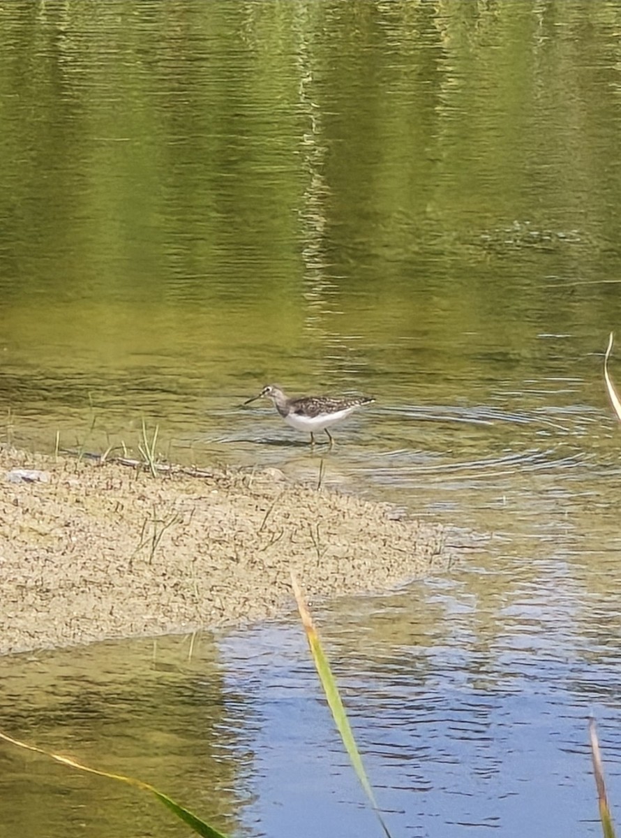 Solitary Sandpiper - ML645098351