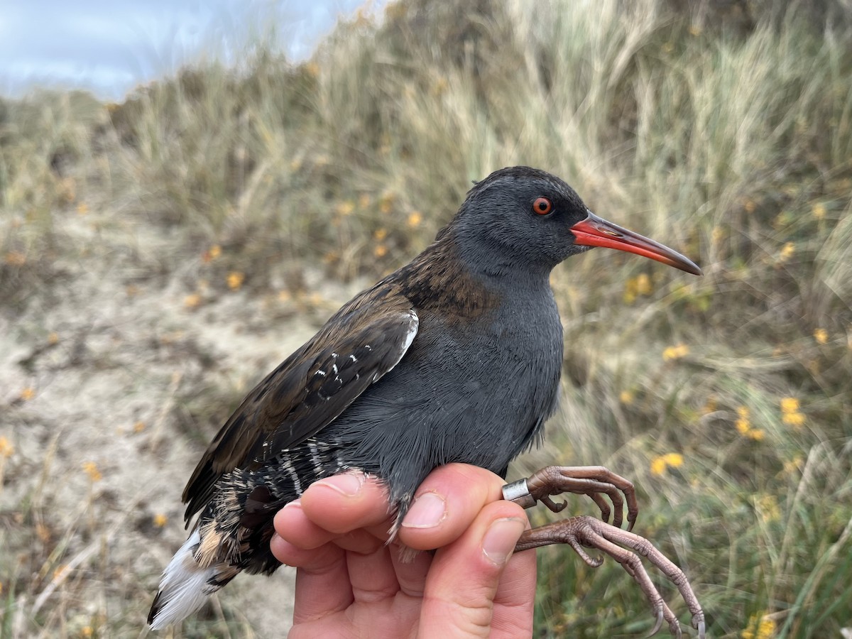 西方秧雞 - ML645098353