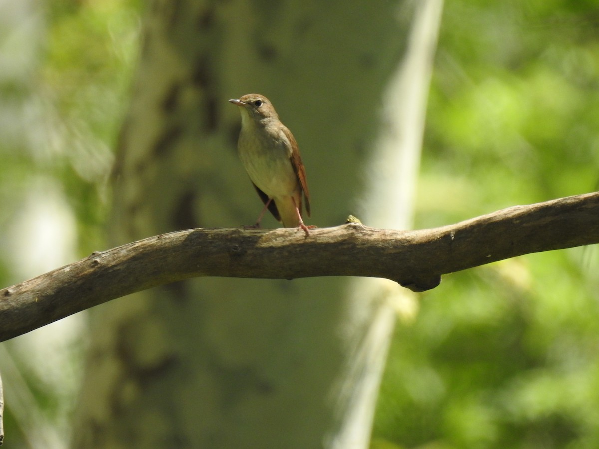 Common Nightingale - ML645098354