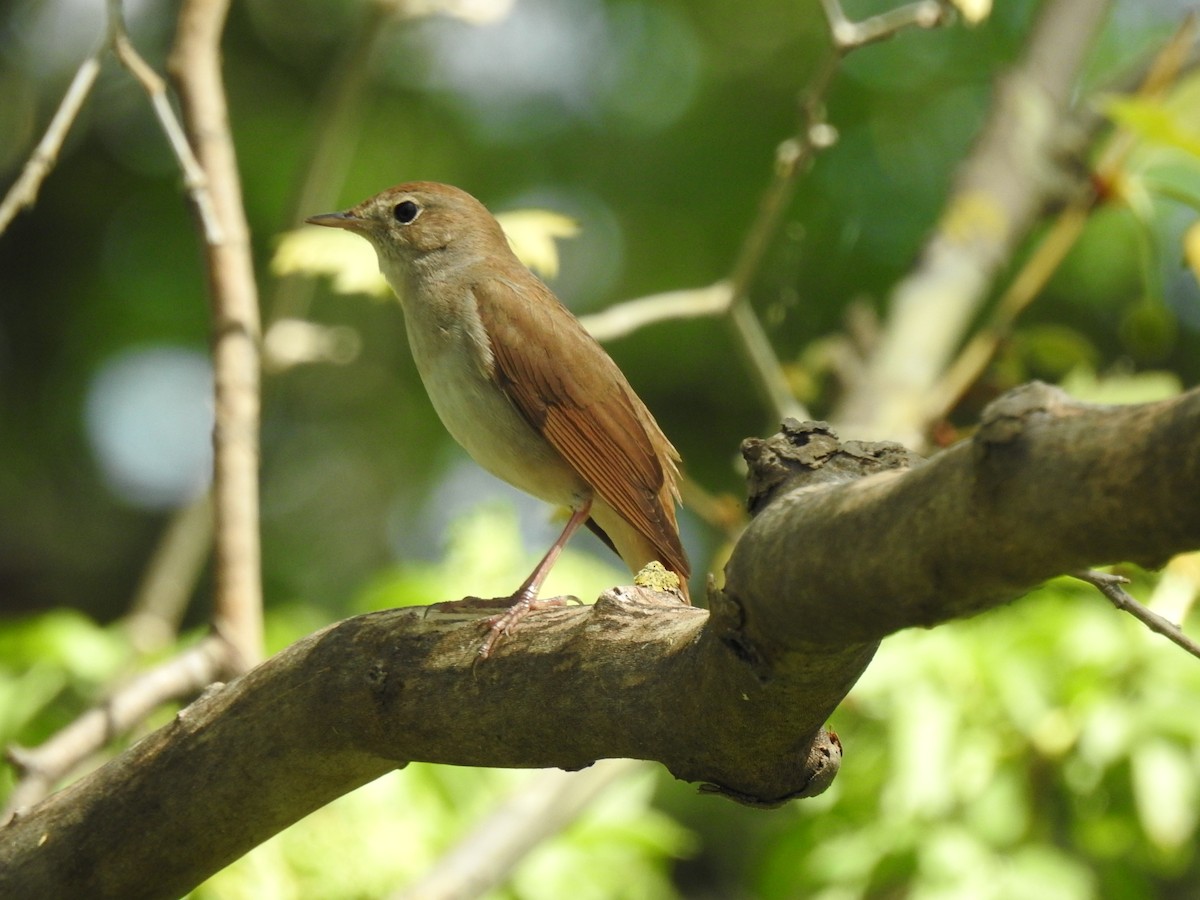 Common Nightingale - ML645098355