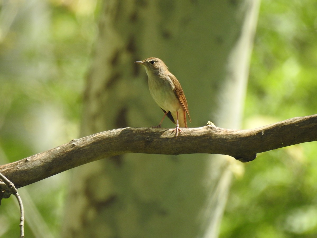 Common Nightingale - ML645098356