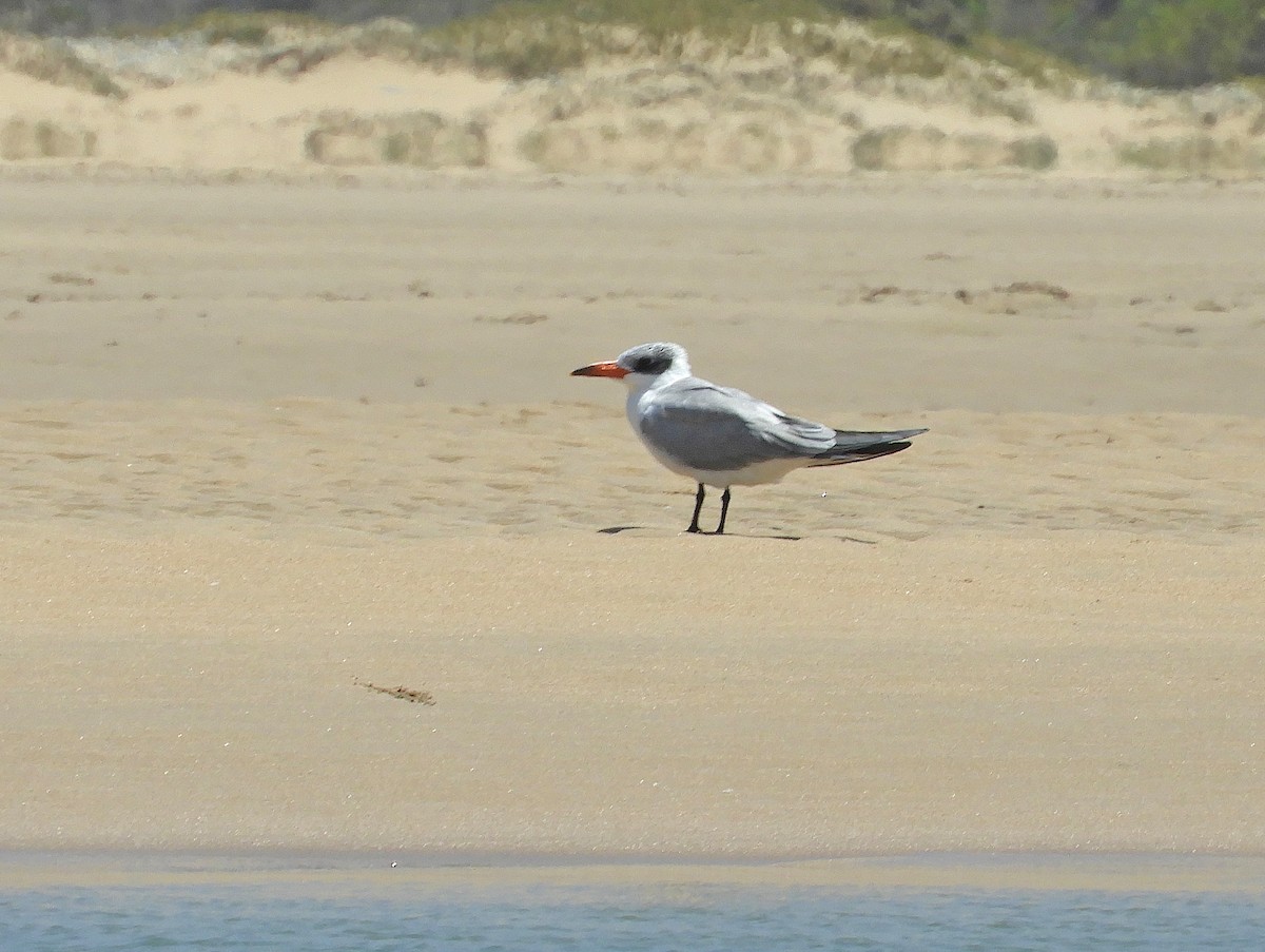 裏海燕鷗 - ML645098357