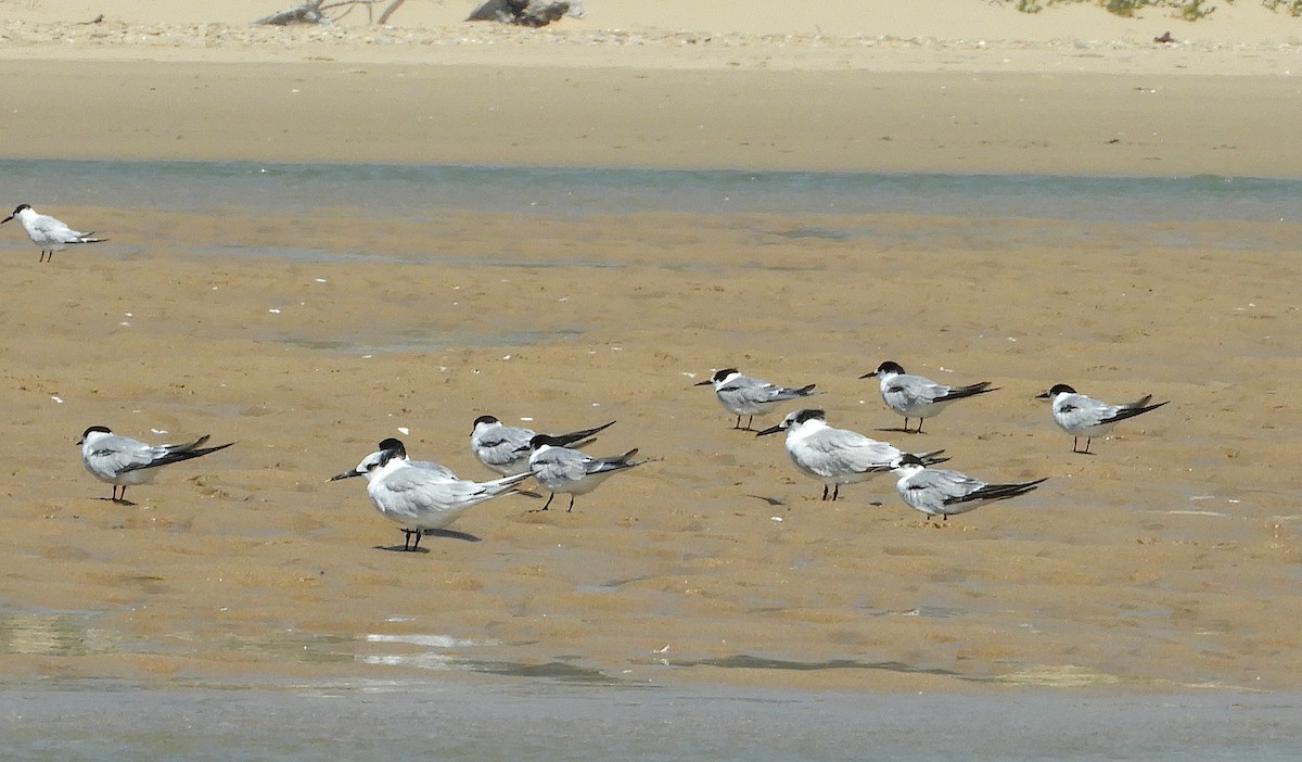 燕鷗 - ML645098359