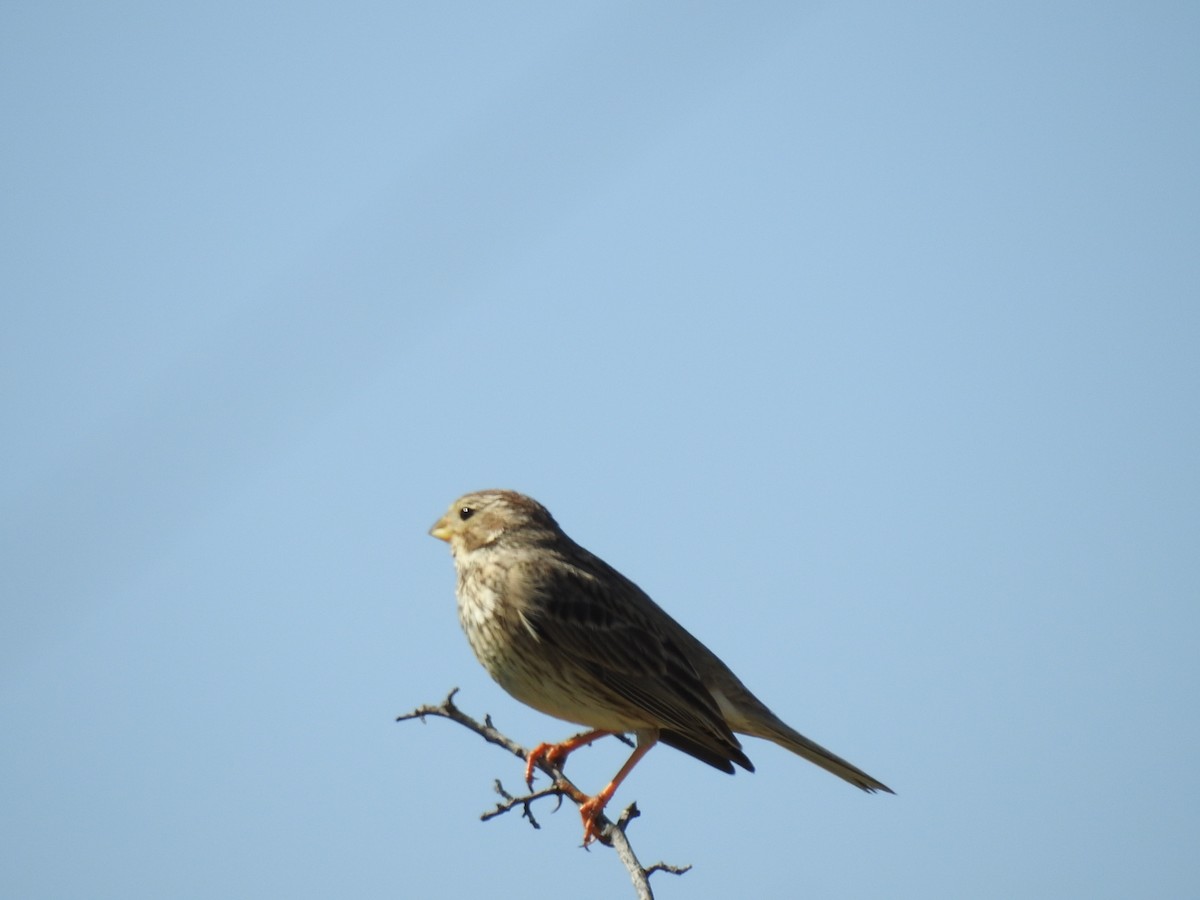 Corn Bunting - ML645098360