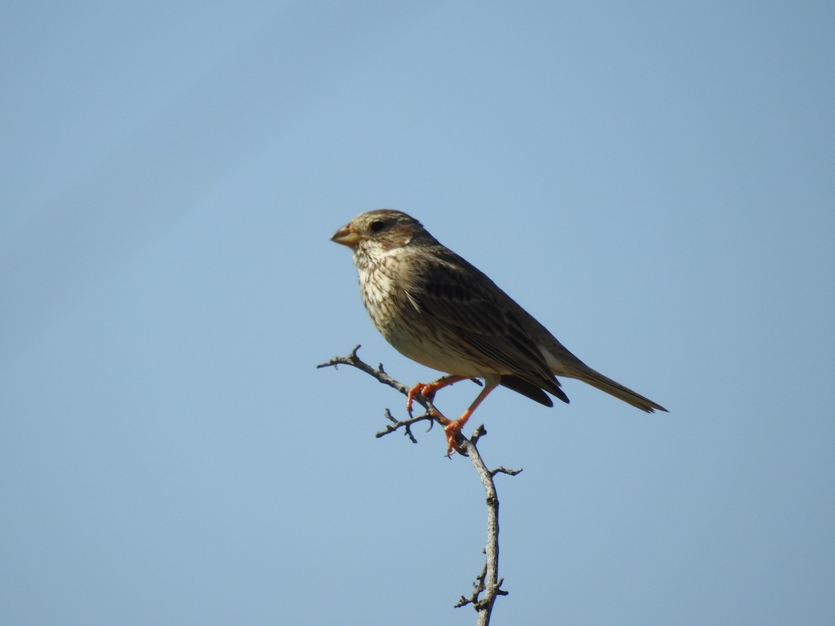 Corn Bunting - ML645098361