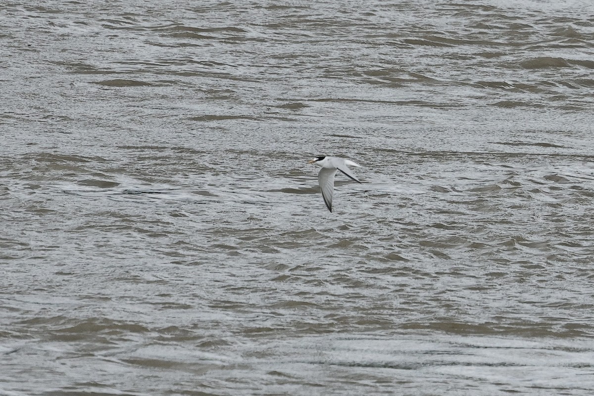 小燕鷗 - ML645098362