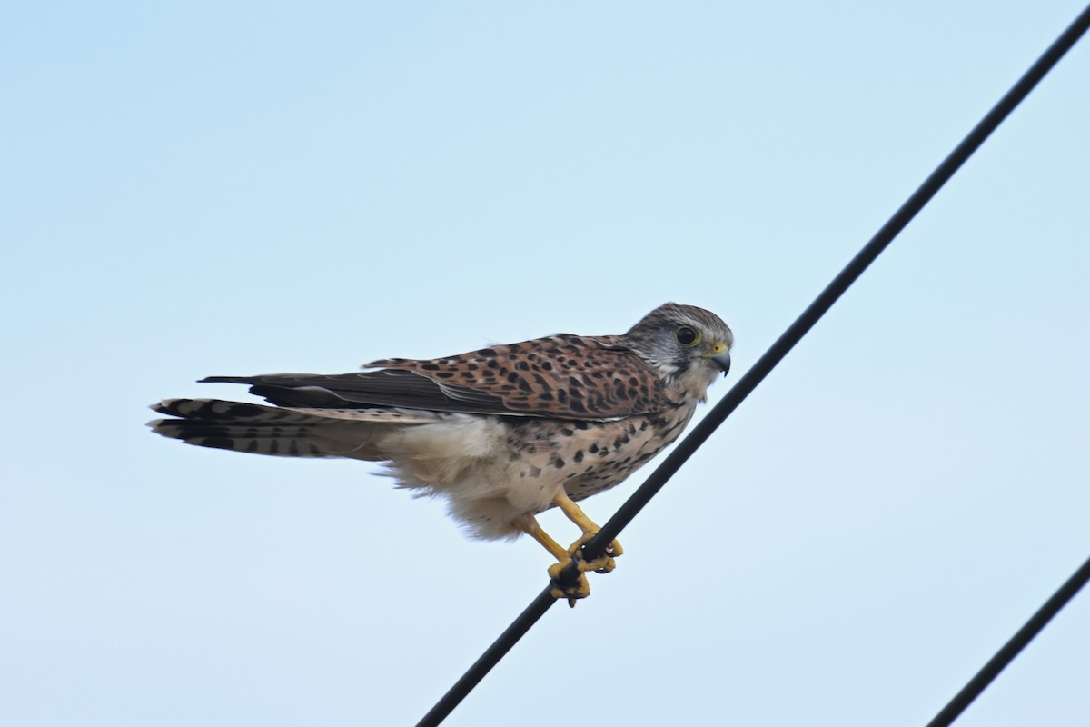 紅隼 - ML645098363