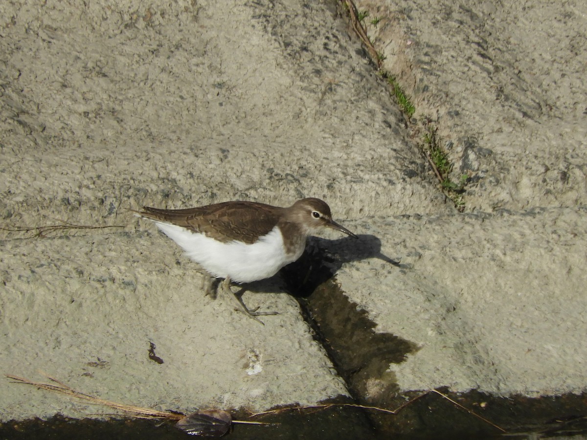 磯鷸 - ML645098365