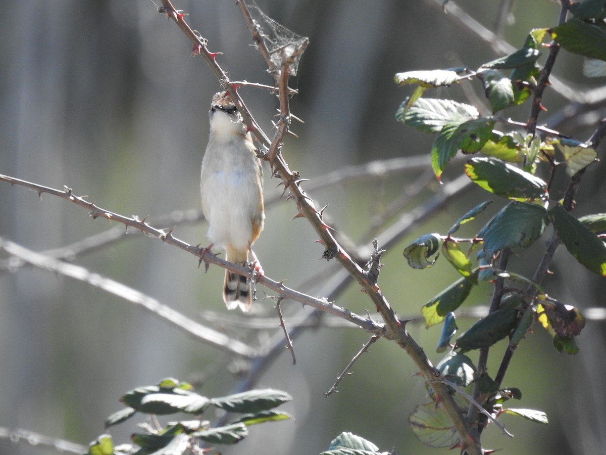 棕扇尾鶯 - ML645098366