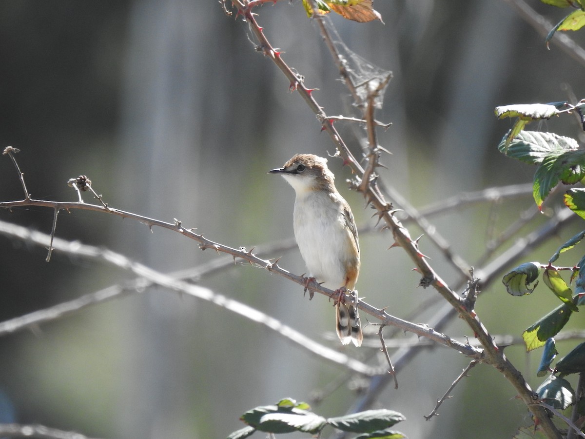 棕扇尾鶯 - ML645098367