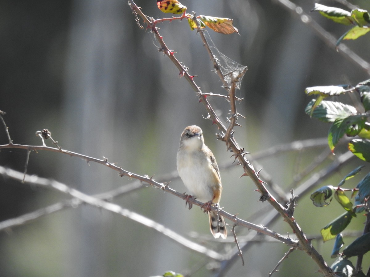 棕扇尾鶯 - ML645098368