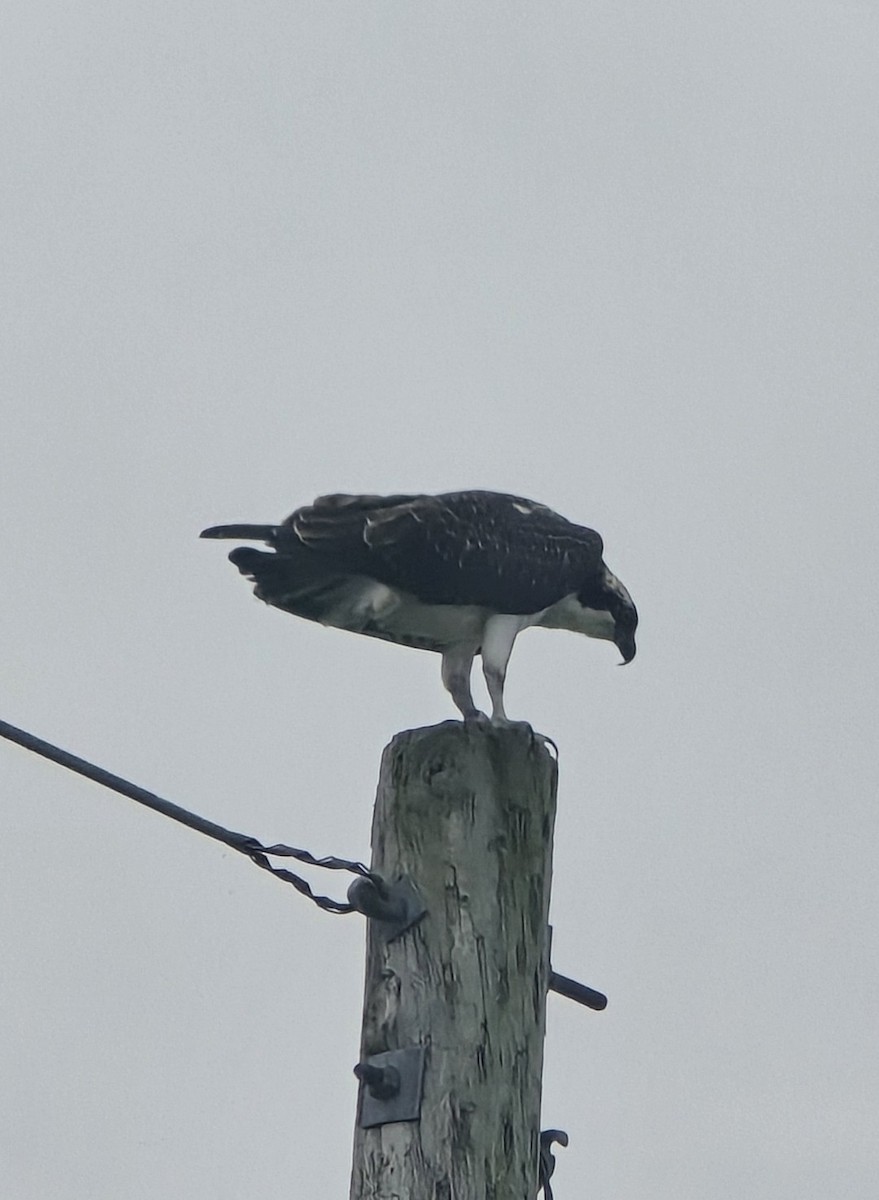 魚鷹 - ML645098369