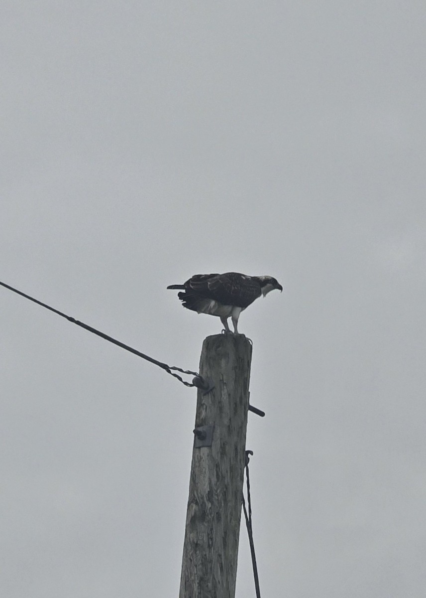 魚鷹 - ML645098370